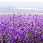 SOAPS PRE' de PROVENCE